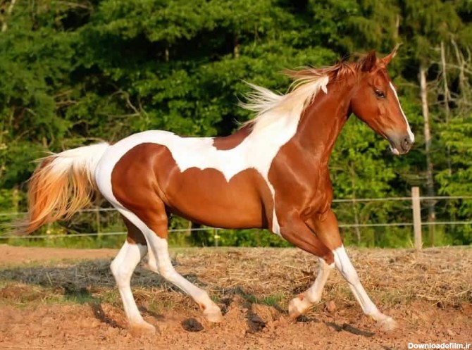 اسب پینت هورس؛ ابلق 3 رنگ سیاه سفید قهوه ای نژاد American - آراد ...