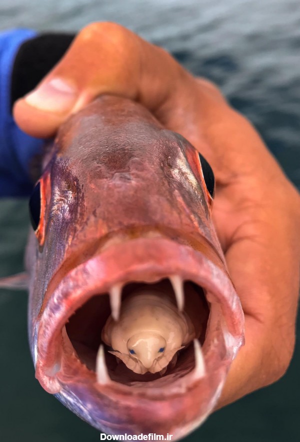 زندگی عجیب شپش زبان خوار داخل دهان یک ماهی+ تصاویر