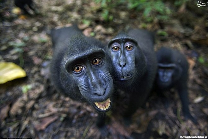الف - ذوق زدگی میمونها از دیدن دوربین!