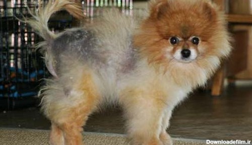 آلوپسی و ریزش مو در سگ نژاد Pomeranian