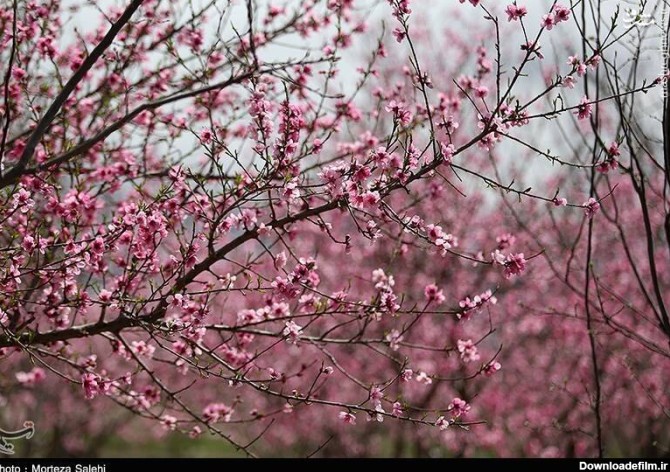 مشرق نیوز - تصاویر زیبا از شکوفه‌های بهاری در اصفهان