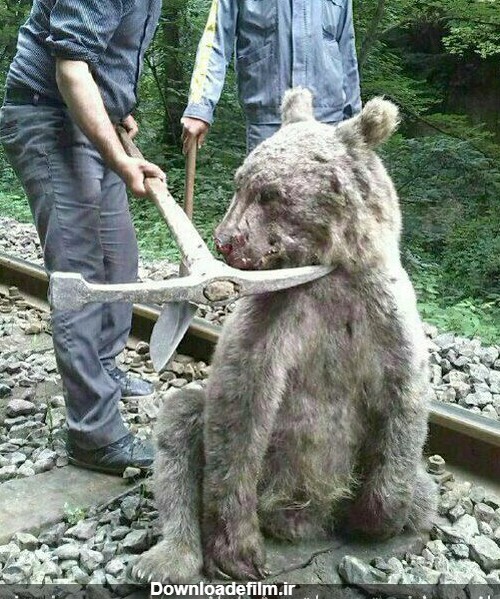مرگ خرس قهوه ای بر اثر برخورد با قطار در مناطق جنگلی سوادکوه ...