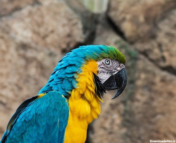 عکس طوطی ماکائو آبی زرد