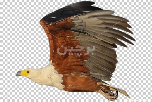 Borchin-ir-eagle bird wild animal photo_15_PNG عکس عقاب زیبا در حال پرواز۲