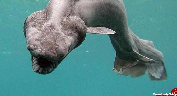 کشف هیولای وحشتناک دریایی با ۳۰۰ دندان!+ تصاویر
