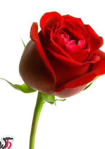 عکس گل رز قرمز عاشقانه زیبا و جذاب