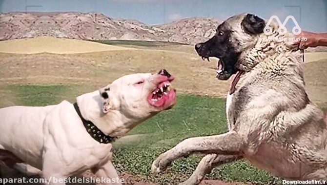 نبرد سگ های وحشی _ کانگال در مقابل دوگو آرژانتینو که در این نبرد پیروز می  شود