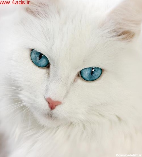 گربه های سفید با چشمان ابی - چهارسوی تبلیغات
