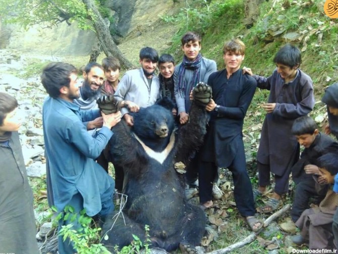 فرارو | تصویر غم‌انگیزی از یک خرس زیبا در اسارت اهالی نورستان
