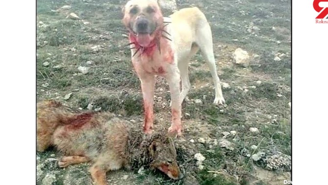 عکس صحنه تشکر گوسفندان از سگ گله زخمی/ جدال خونین با گرگ گرسنه