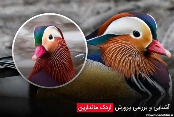 آشنایی و بررسی پرورش اردک ماندارین - فروشگاه چیکن دیوایس