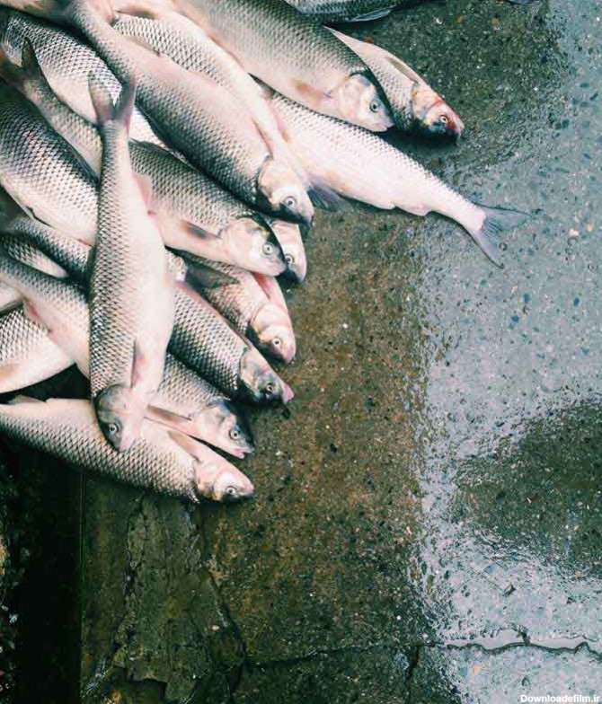 دانلود عکس چند عدد ماهی سفید