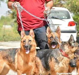 سگ شیانلو سگ شینلو سگ رکس در تهران فروش عمده - خدمات دام و ...
