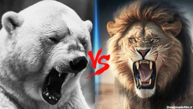 نبرد حیوانات وحشی - شیر آمریکایی در مقابل خرس قطبی حیات وحش