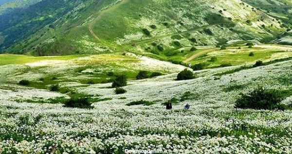 جنگل های استان اردبیل