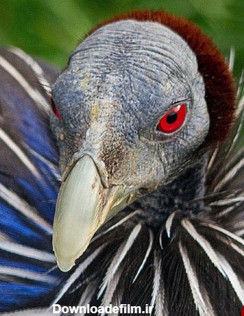 عجیب ترین و وحشتناکترین پرندگان دنیا را بشناسید+ تصاویر