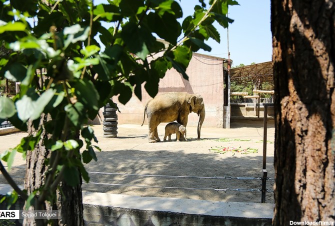 مایسا بچه فیل تازه متولد شده باغ وحش ارم