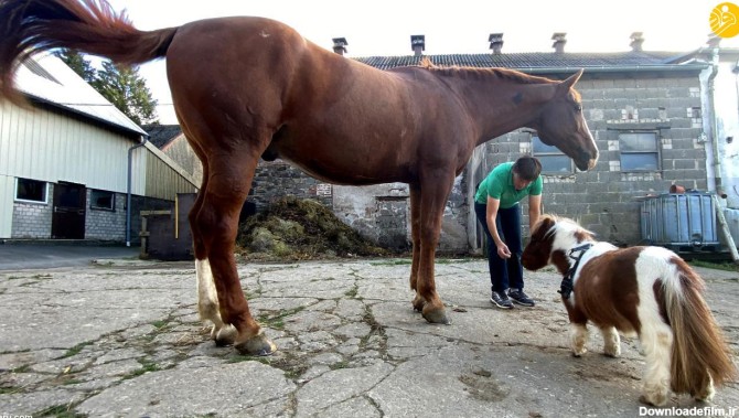 فرارو | (ویدئو) با کوچکترین اسب جهان آشنا شوید