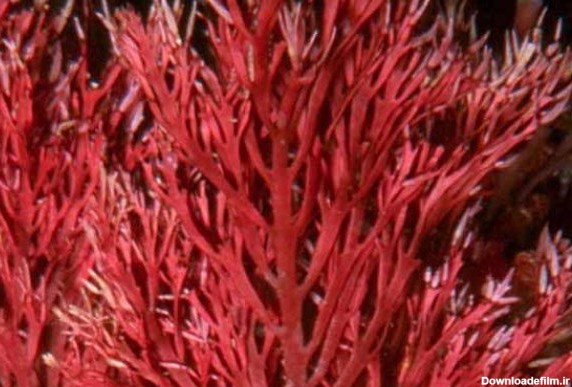 فایده جلبک دریایی قرمز در پیشگیری از سرطان روده بزرگ ...