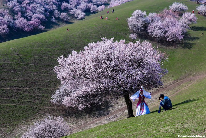 تصاویری زیبا از شکوفه های بهاری و صورتی رنگ در چین + تصاویر