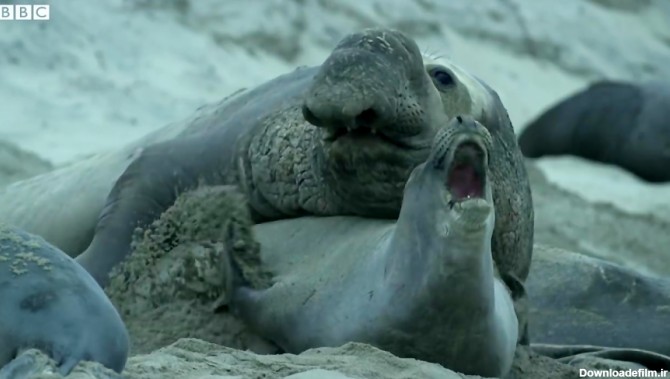 دنیای حیوانات - مبارزه فیل دریایی نر با رقیب - Elephant Seal Fights Rival  Male