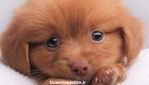 عکس سگ پاپی حنایی ناز puppies dog