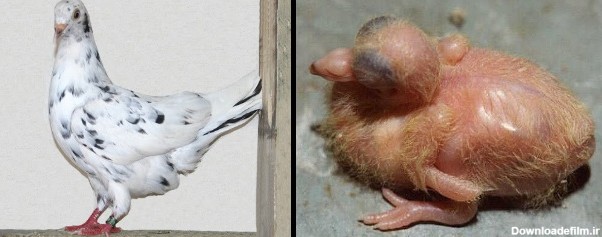 ژنتیک کبوتر (بخش سوم) - کبوتر بلندپرواز ایرانی