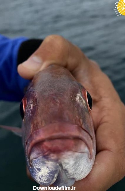 فرارو | (عکس) شپش زبان‌خوار در دهان ماهی چه می‌کند؟