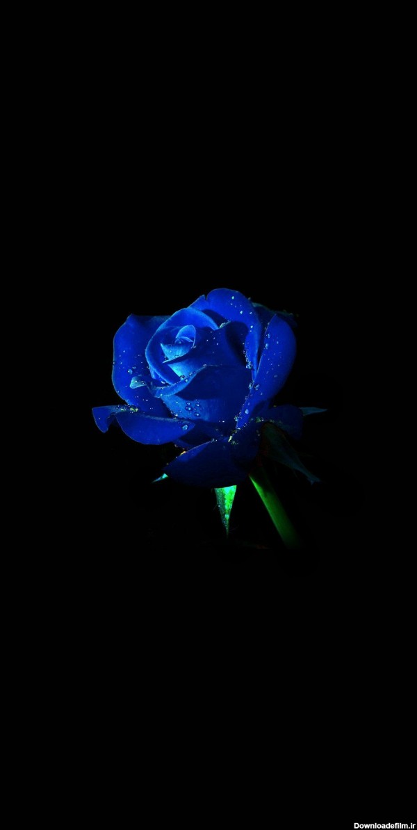عکس گل رز آبی با پس زمینه مشکی