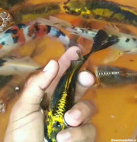 بچه ماهی کوی - فروشگاه کپور فیش