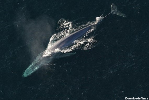 مشاهده بزرگ‌ترین حیوان دنیا در دریای سرخ +عکس - اقتصاد آنلاین