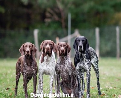 بهترین سگ شکاری دنیا در سال 2021 به همراه آموزش سگ شکاری - Happypet