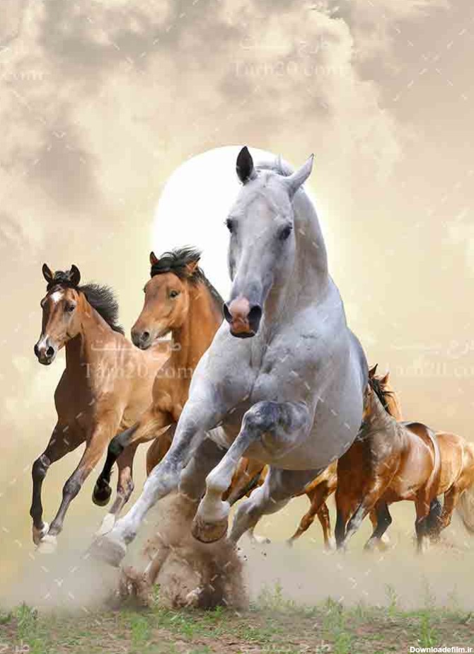 تصویر با کیفیت دسته اسب های سفید و قهوه ای - طرح 20