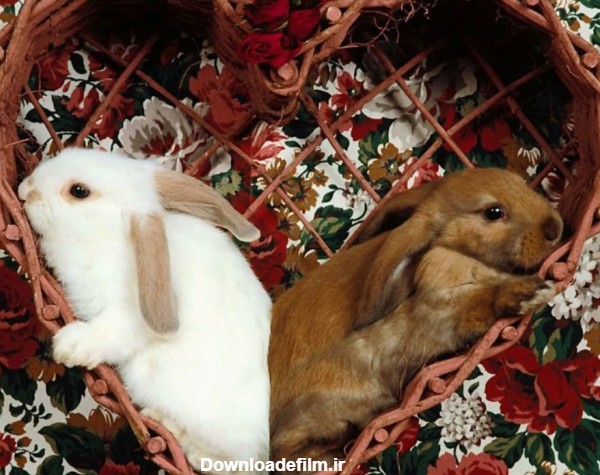 دریافت عکس خرگوش های سفید قهوه ای برای پروفایل اینستاگرام