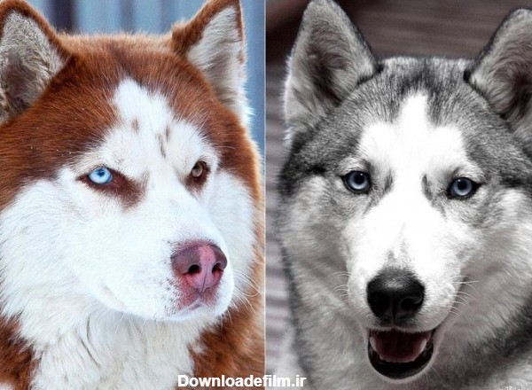 تفاوت گرگ و سگ گرگی