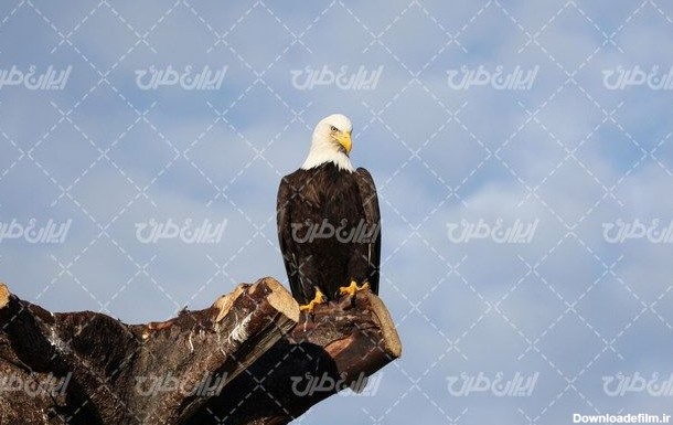 تصویر با کیفیت پرنده شکاری زیبا به همراه صخره سنگی و عقاب زیبا ...