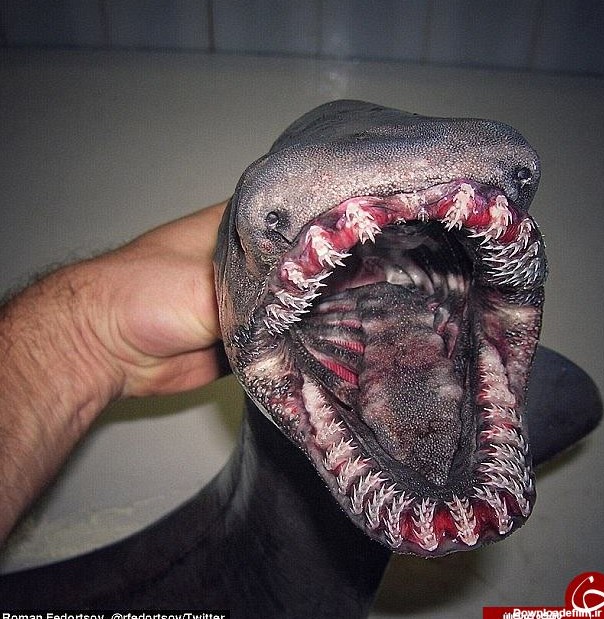 کشف هیولای وحشتناک دریایی با ۳۰۰ دندان!+ تصاویر