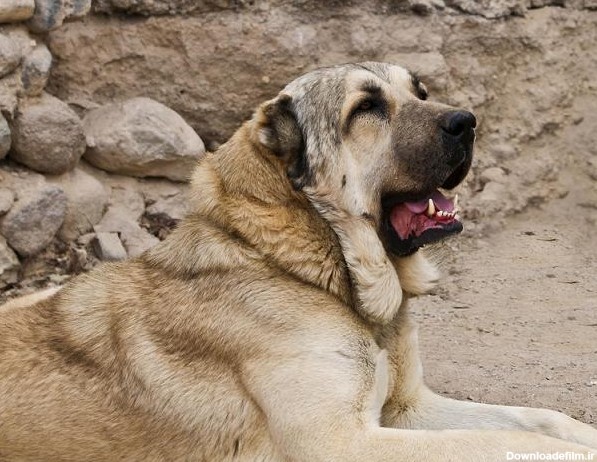 عکس هایی از سگ های جنگی و زیبای نژاد سرابی