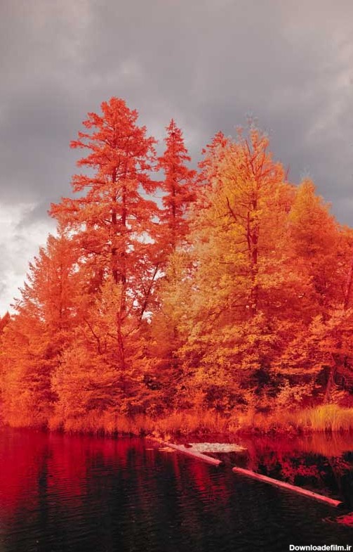 تصویر درختان پاییزی و هوای ابری | تیک طرح مرجع گرافیک ایران