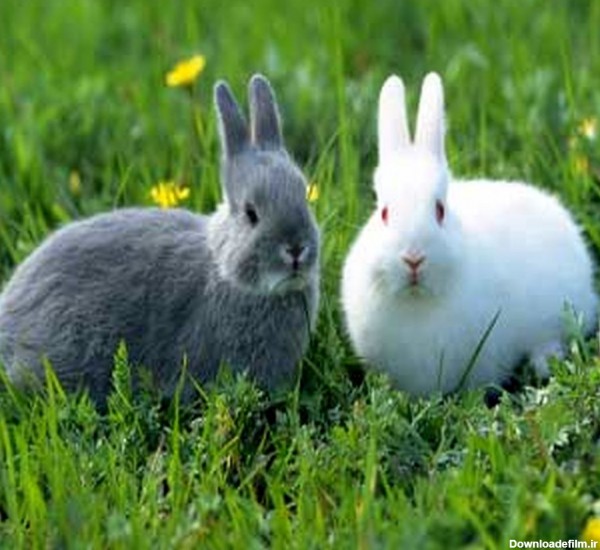 حقایقی باورنکردنی درباره خرگوش ها! + عکس