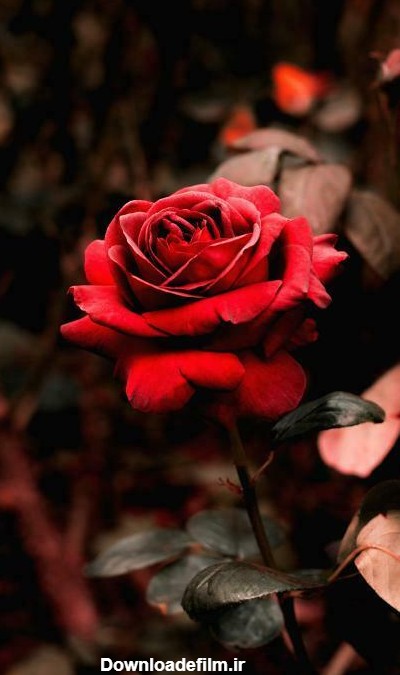 تصویر زمینه گل سرخ برای گوشی - مجله نورگرام