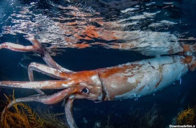 فرارو | مواجهه ترسناک با یکی از عجیب‌ترین موجودات دریا