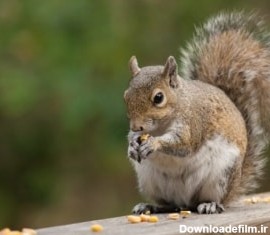 روش نگهداری سنجاب در خانه با نکاتی که نمیدانید