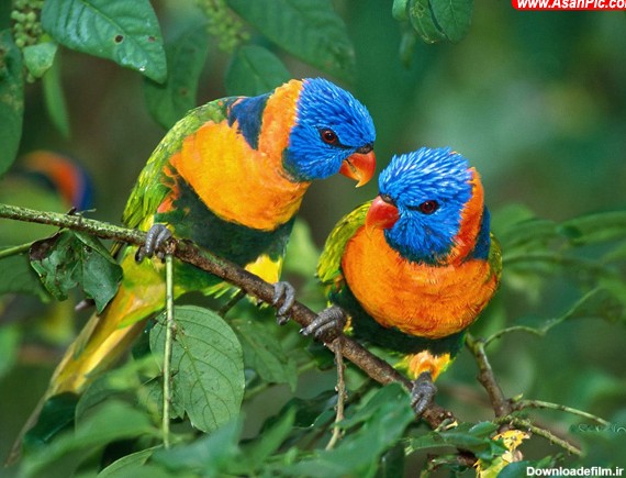 تصاویری از طوطی های زیبا و رنگارنگ