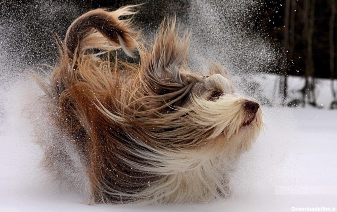 سگ پشمالو در حال برف بازی