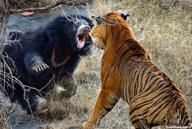 ببینید | نبرد نفس‌گیر ببر و خرس سیاه