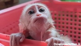 چهره غمگین میمون کوچولو به دلیل کم خوردن شیر