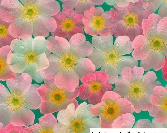 عکس گل های زیبا برای پروفایل شاد