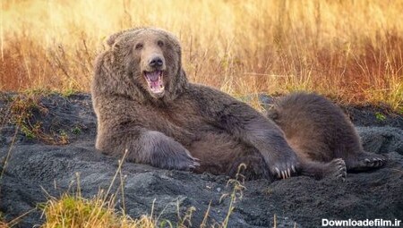 منو مثل اون خرس‌های فرانسویتون بکش!
عکاس Wenona Suydam
آلاسکا