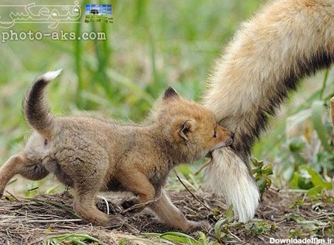 عکس بچه روباه در حال بازی با دم مادر روباه